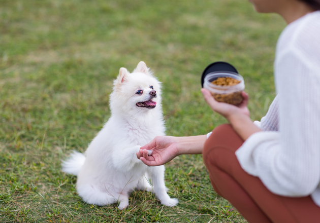 🐶 Dog Food Guide: Choosing the Best Nutrition for Your Furry Friend