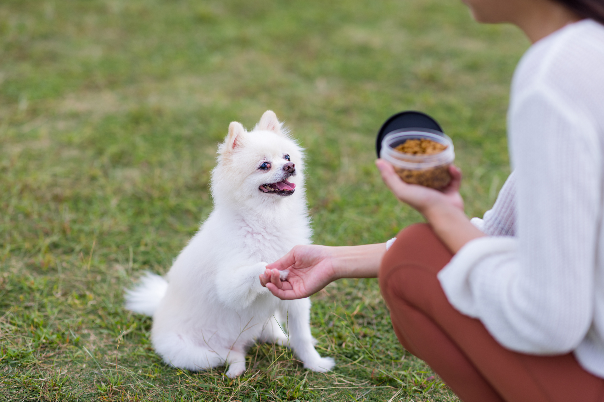 🐶 Dog Food Guide: Choosing the Best Nutrition for Your Furry Friend