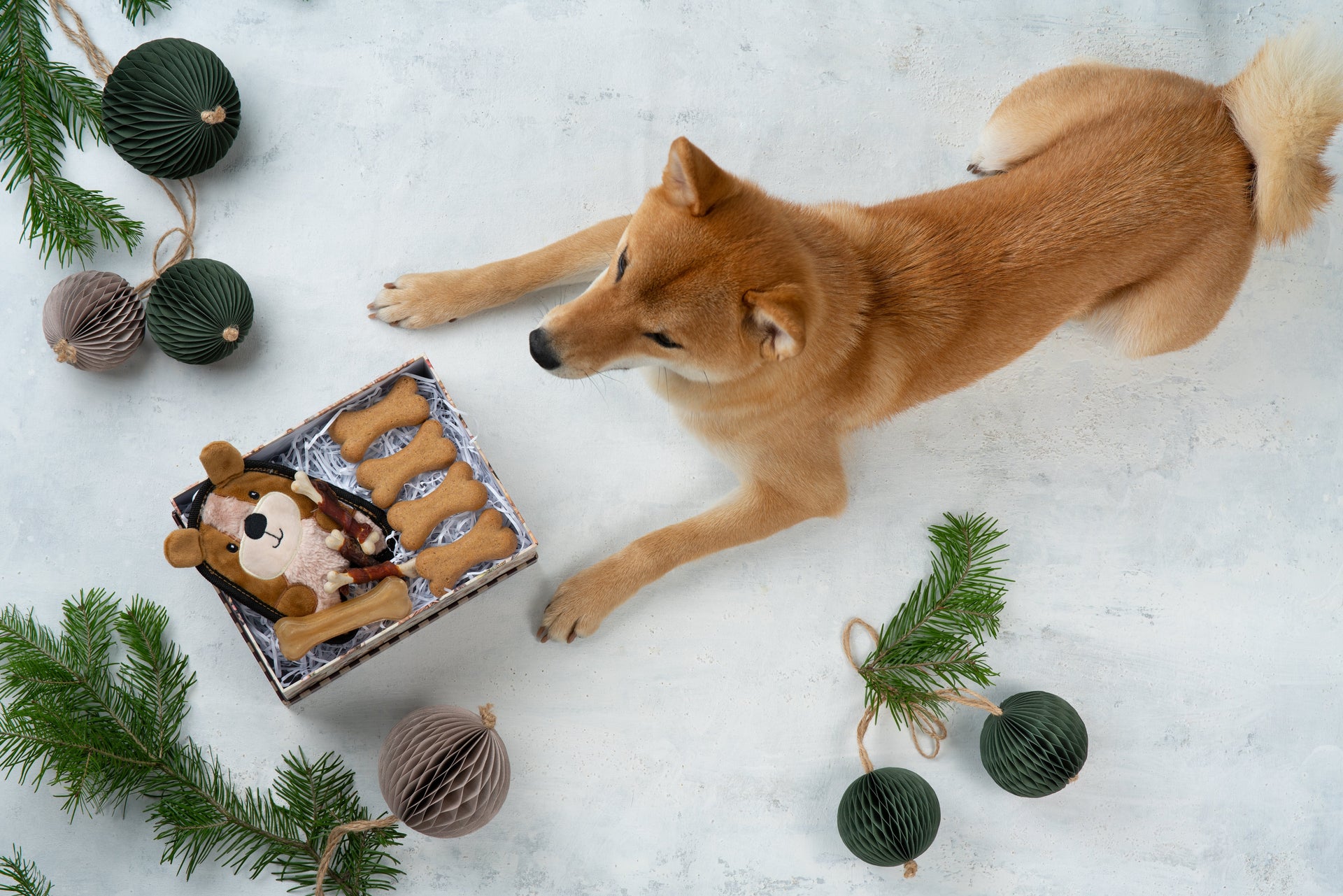 🍪 Baked Cookie Treats for Dogs: A Healthy Way to Keep Your Pup Happy