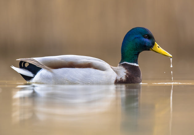 🦆 Duck Feet for Dogs: The Crunchy, Natural Treat Every Pup Loves