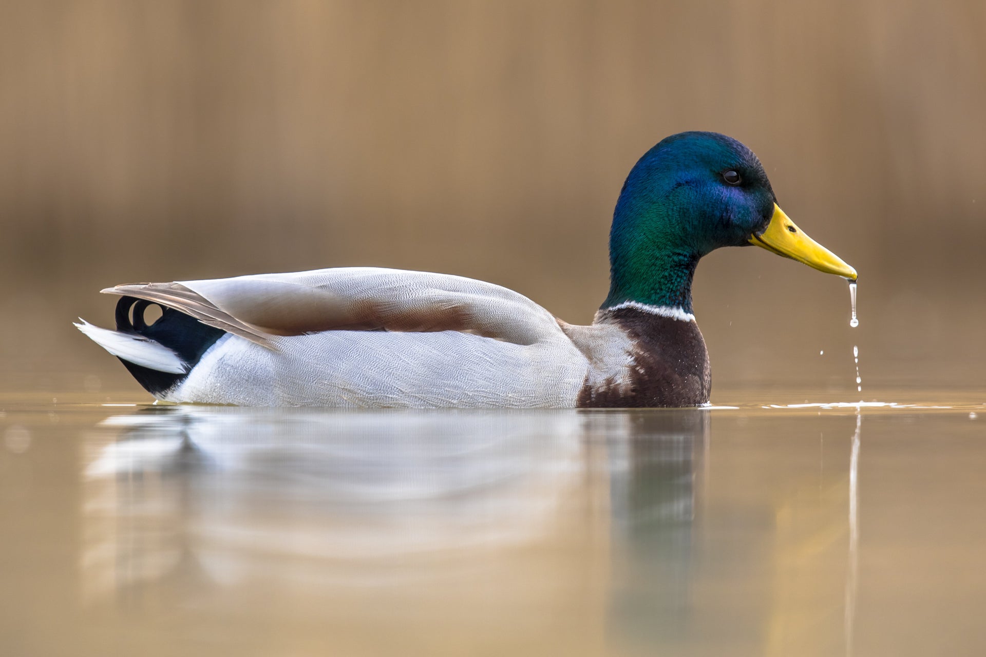 🦆 Duck Feet for Dogs: The Crunchy, Natural Treat Every Pup Loves